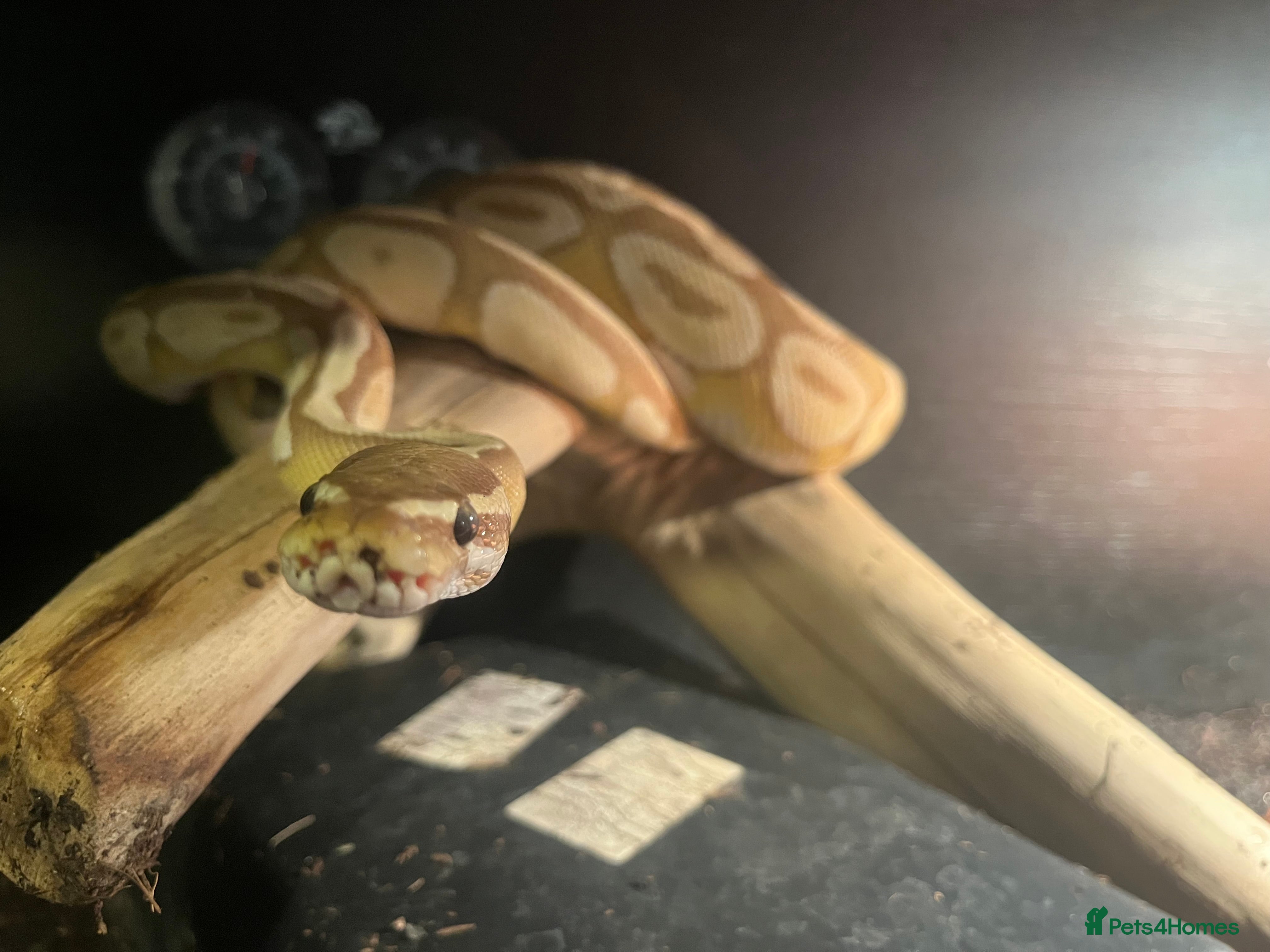Python Snake reptiles Banana Mojave Ball Python - Advert 13
