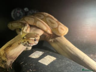 Python Snake reptiles Banana Mojave Ball Python - Advert 13