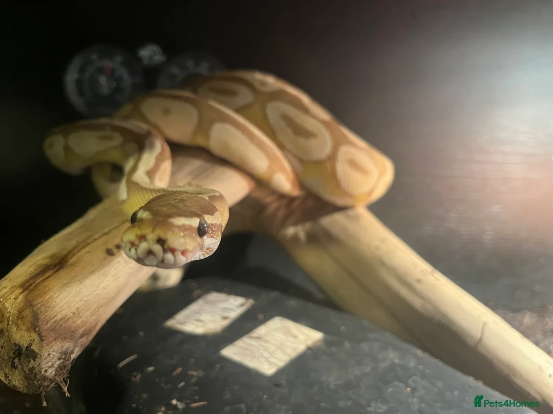 Python Snake reptiles for sale: Banana Mojave Ball Python - Advert 1