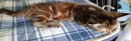 Domestic Shorthair cats for sale: Cute 9 week old kitten  - Advert 4