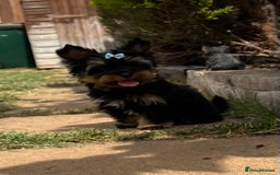 Yorkshire Terrier dogs for sale: Tiny Boys !!! Pedigrees !!! in Coventry - Image 16
