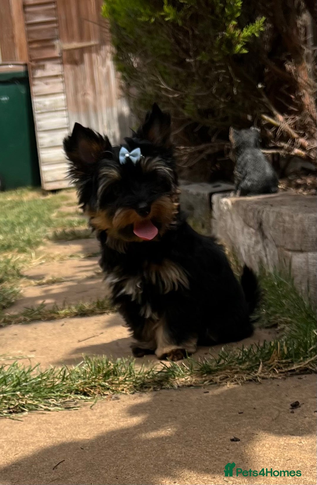 Yorkshire Terrier dogs for sale: Tiny Boys !!! Pedigrees !!! in Coventry - Image 16