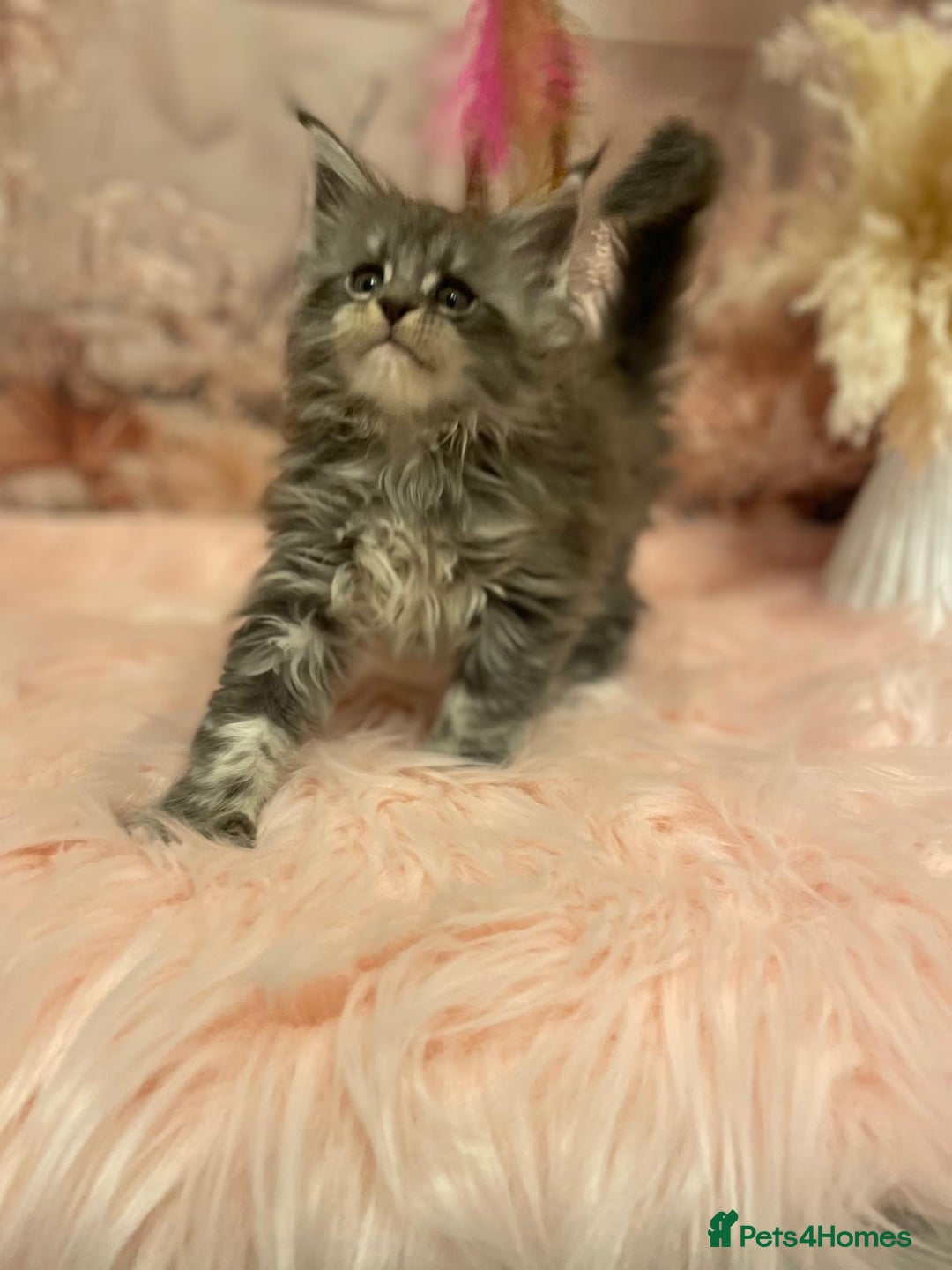 Maine Coon cats for sale: Maine Coon polydactyl (left two girls) - Advert 20