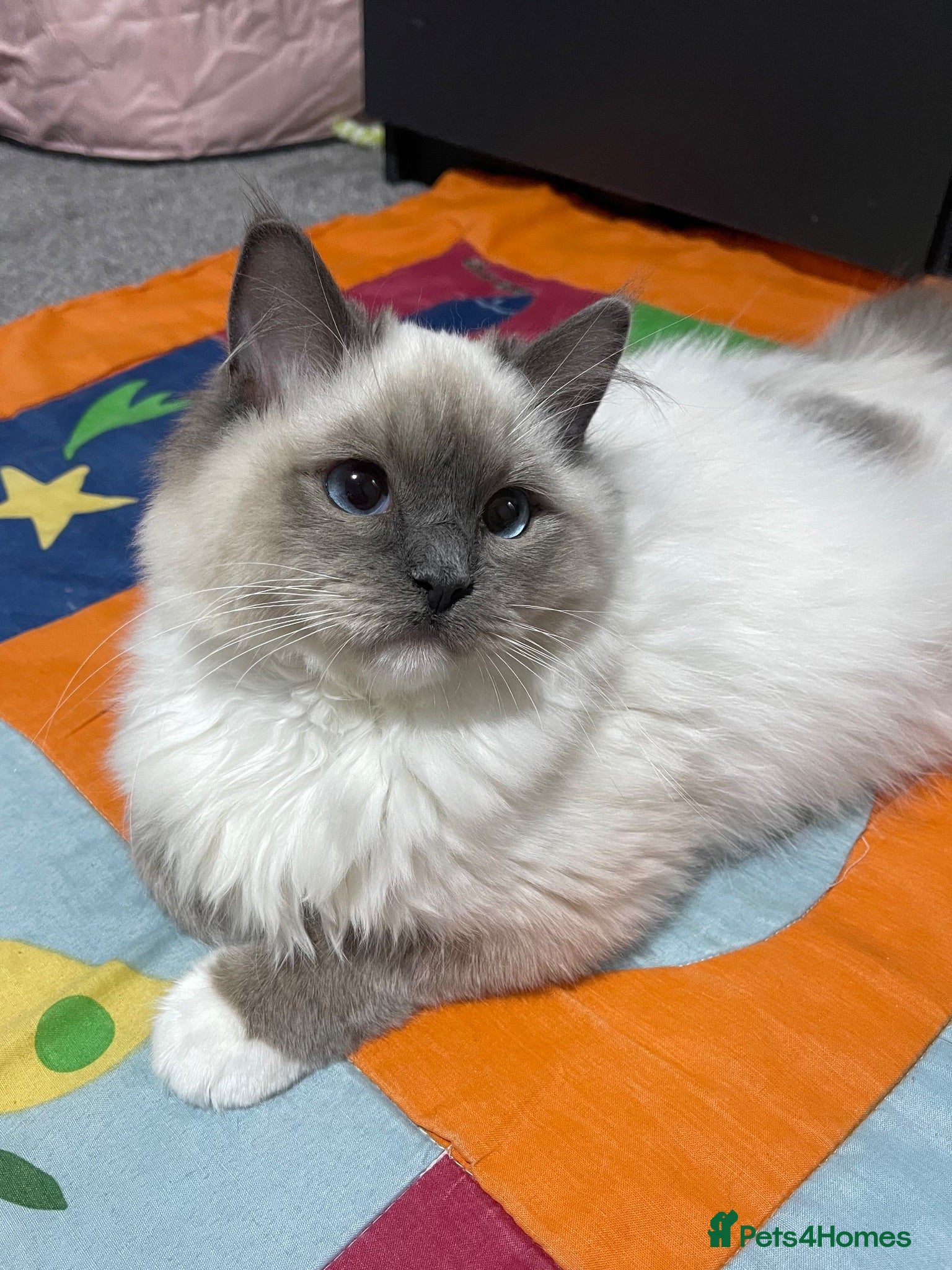 Ragdoll cats Beautiful Ragdoll  - Advert 1