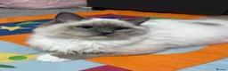 Ragdoll cats for sale: Beautiful Ragdoll  - Advert 1