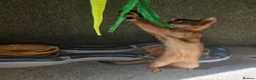 Abyssinian cats for sale: Gorgeous Abyssinian Kittens Ready Now - Advert 14