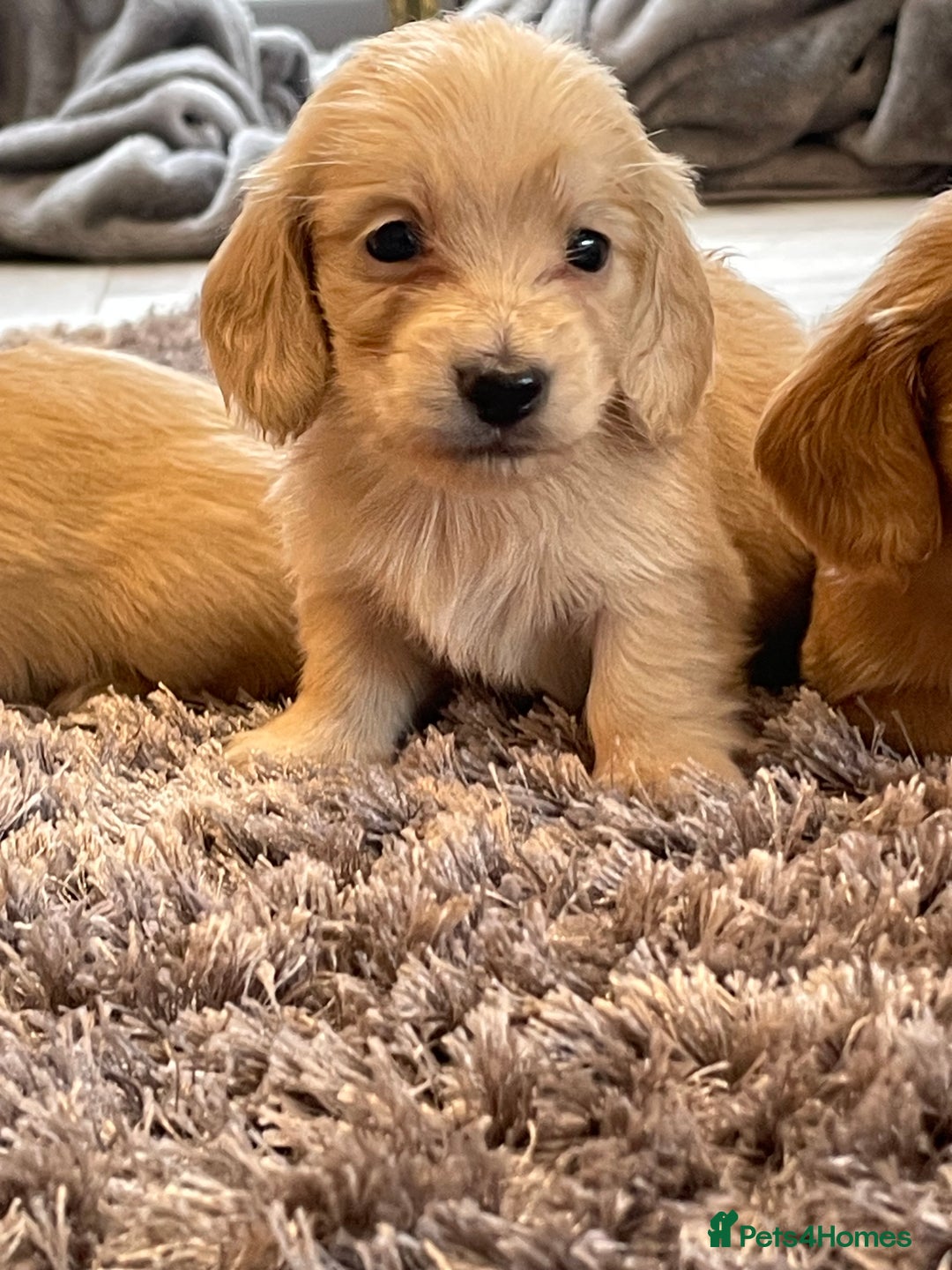 Miniature Dachshund dogs for sale: Miniature Dash hound long haired English  cream - Advert 6