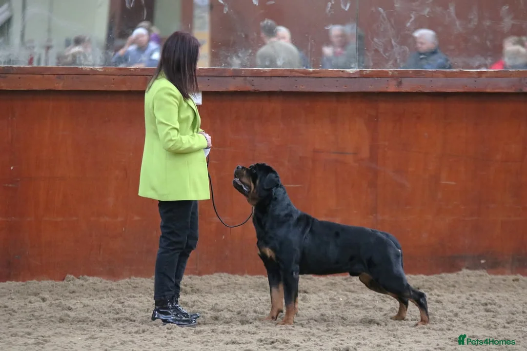 Rottweiler dogs for stud: CH Kayshillblue Zeus of Lorayla JW  in Motherwell - Advert 3