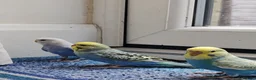 Budgerigars birds for sale: Budgies 8 weeks old - Advert 2