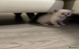 Ragdoll cats for sale: Ragdoll kittens  - Image 29