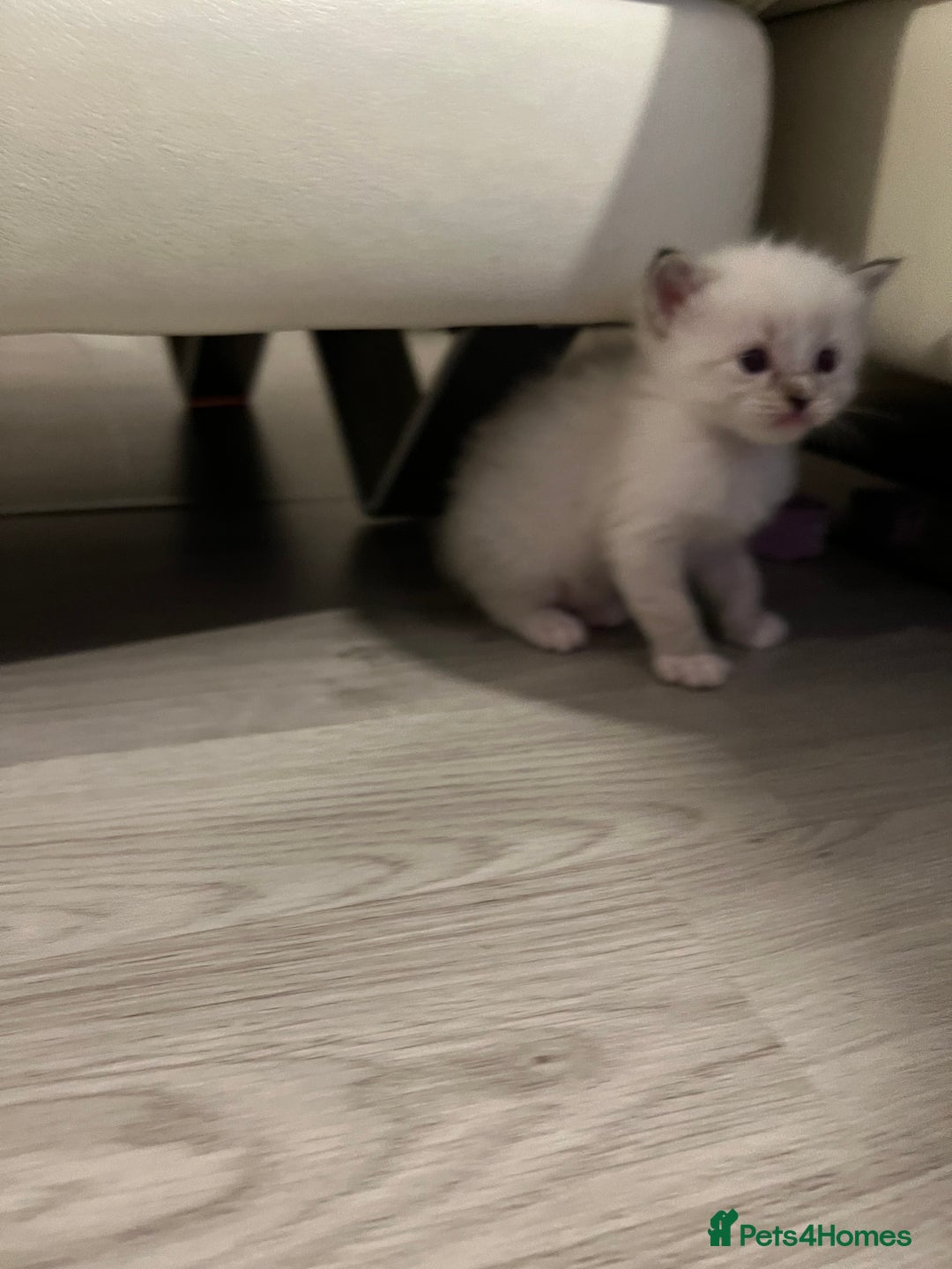 Ragdoll cats for sale: Ragdoll kittens  - Image 29