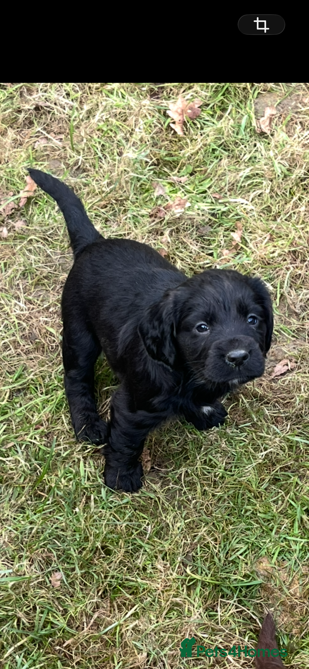 Cocker Spaniel dogs for sale: Beautiful Cockerspaniel Puppies for sale🐶 - Advert 6