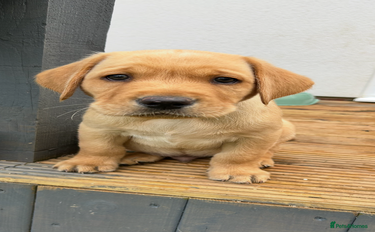 Labrador Retriever dogs - Advert 3