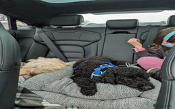Miniature Poodle dogs for sale: Loving Black Miniature Poodle (2 Years Old) - Image 3
