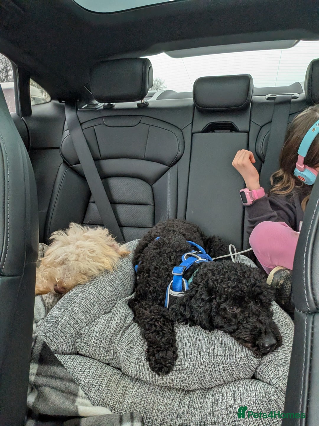 Miniature Poodle dogs for sale: Loving Black Miniature Poodle (2 Years Old) - Image 3