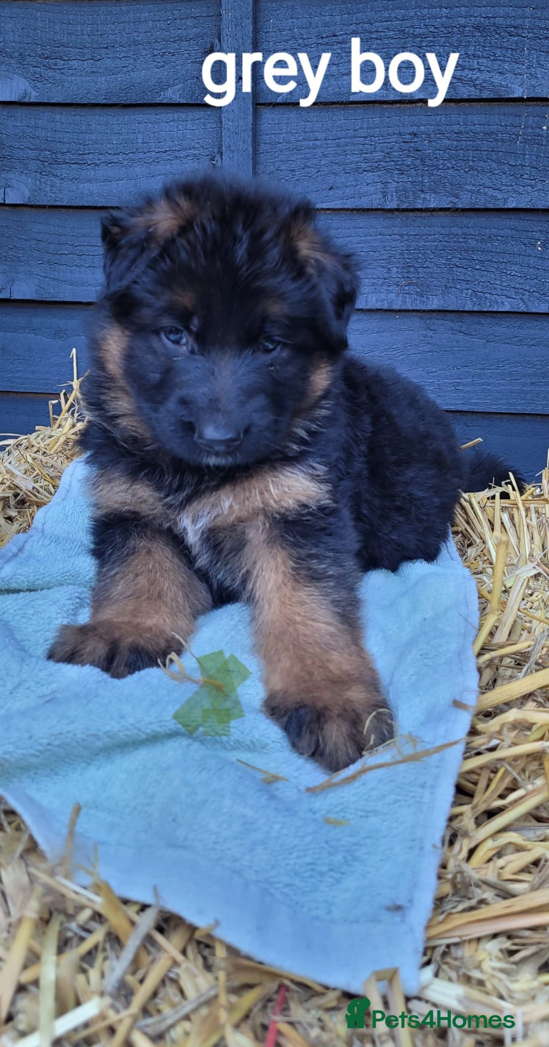 German Shepherd dogs for sale: German shepherd puppies  - Image 15