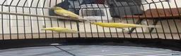 Canaries birds for sale: 3 yellow canaries /read the description - Advert 9
