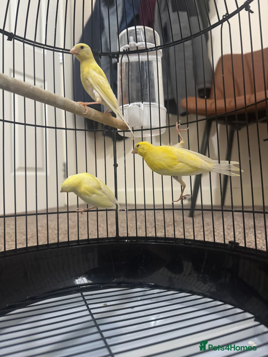 Canaries birds for sale: 3 yellow canaries /read the description - Advert 9