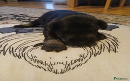 Miniature Schnauzer dogs for sale: KC registered Minature Schnazer Black & Silver - Image 2