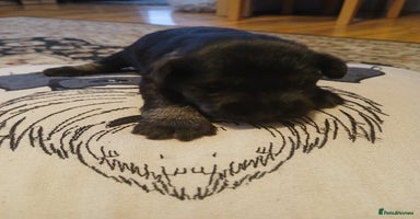 Miniature Schnauzer dogs - Advert 14