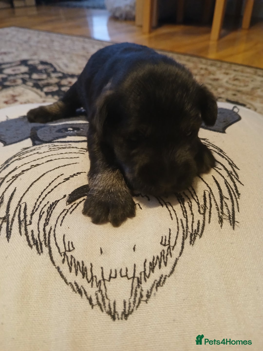 Miniature Schnauzer dogs for sale: KC registered Minature Schnazer Black & Silver - Image 2