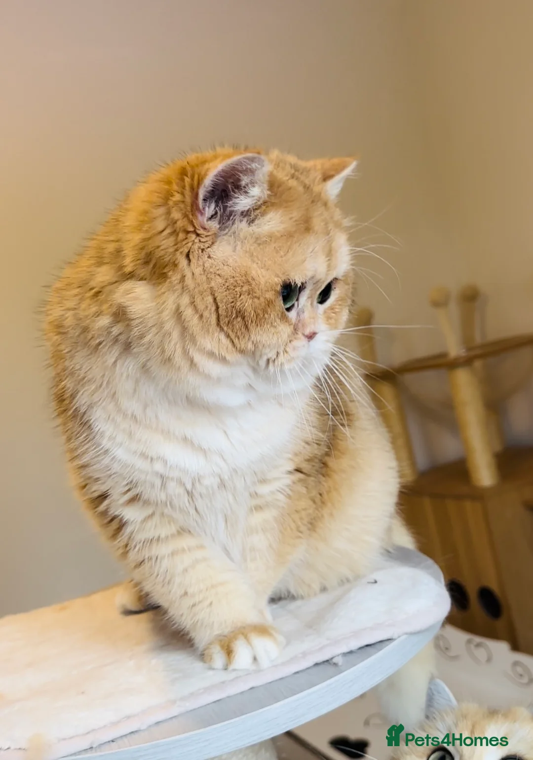 British Shorthair cats for stud: Gorgeous boy For Stud ny12, Longhair gens in Northampton - Advert 7