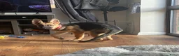 German Shepherd dogs for sale: 6 Month old KC Female German Shepard in Kingswinford - Advert 4