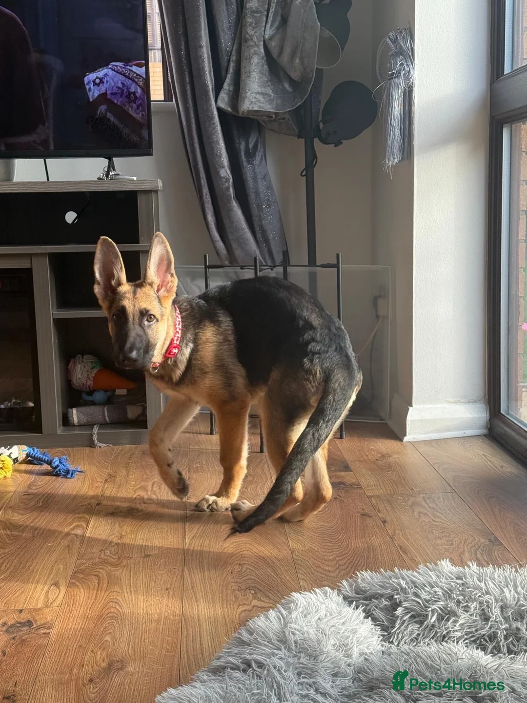 German Shepherd dogs for sale: 6 Month old KC Female German Shepard in Kingswinford - Advert 4