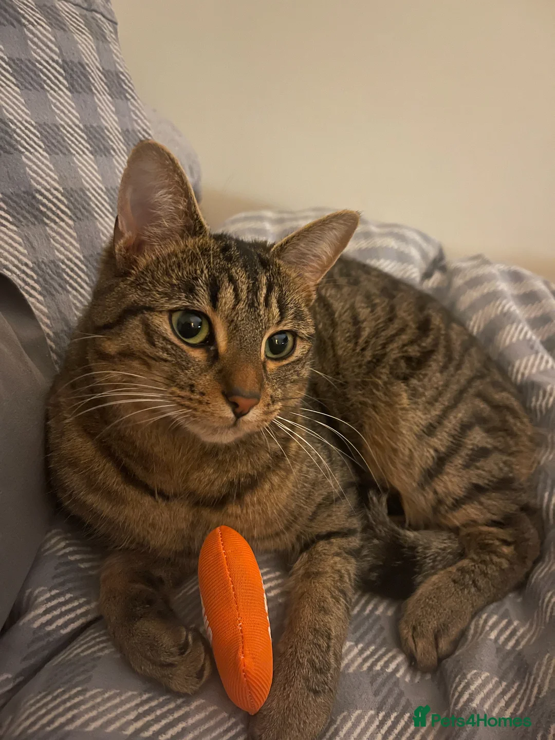Domestic Shorthair cats for sale: Dora The Tabby Cat - Advert 4