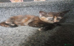 Mixed Breed cats for sale: Playful female kitten - Image 2