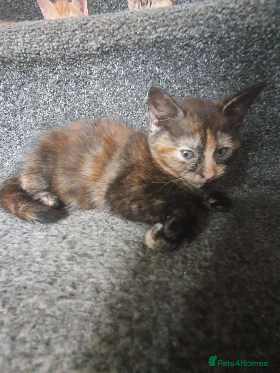 Mixed Breed cats for sale: Playful female kitten - Image 2
