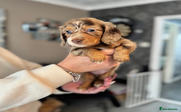 Miniature Dachshund dogs Miniature long hair dachshunds - Advert 5