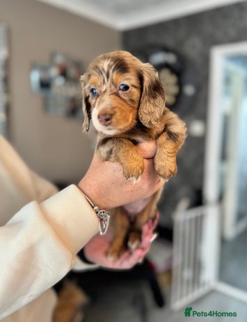 Miniature Dachshund dogs Miniature long hair dachshunds - Advert 5