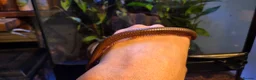 Millipedes invertebrates for sale: Burmese Beauty millipedes  - Advert 2