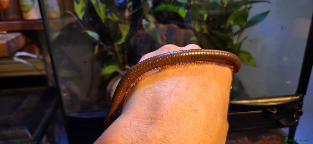 Millipedes invertebrates for sale: Burmese Beauty millipedes  - Advert 2
