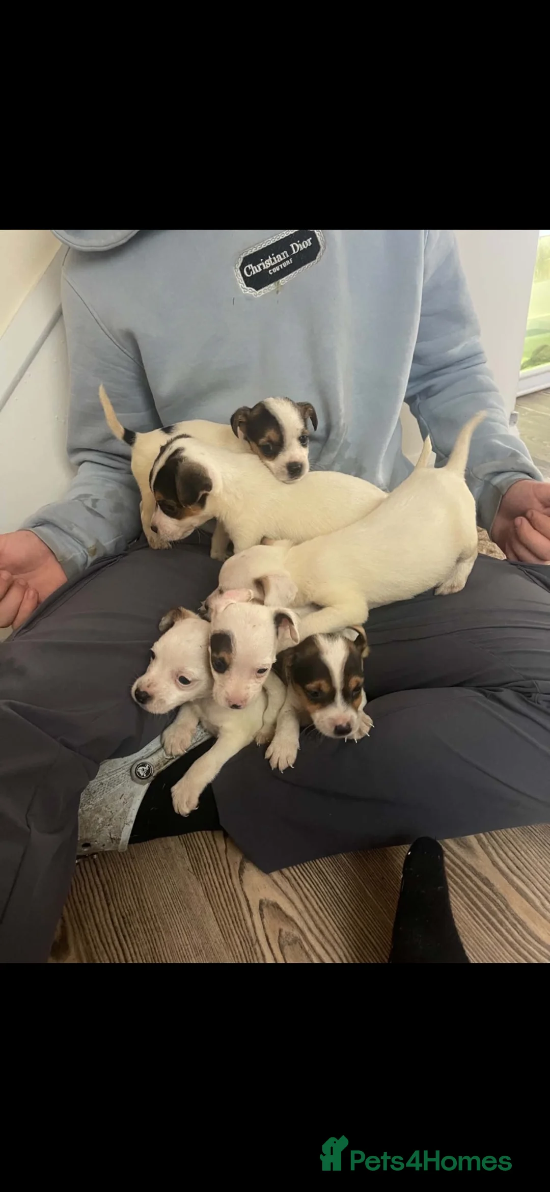 Jack Russell dogs for sale: Jack Russell  in Wrexham - Advert 2