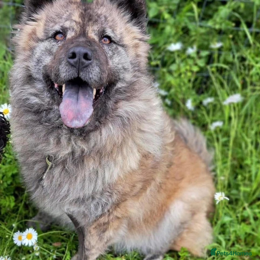 Mixed Breed dogs for adoption: Luna Chow - the people's princess 💜 in Kidderminster - Advert 9