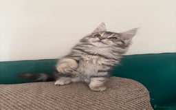 Maine Coon cats for sale: Maine coon kittens GCCF registered READY NOW  - Image 11