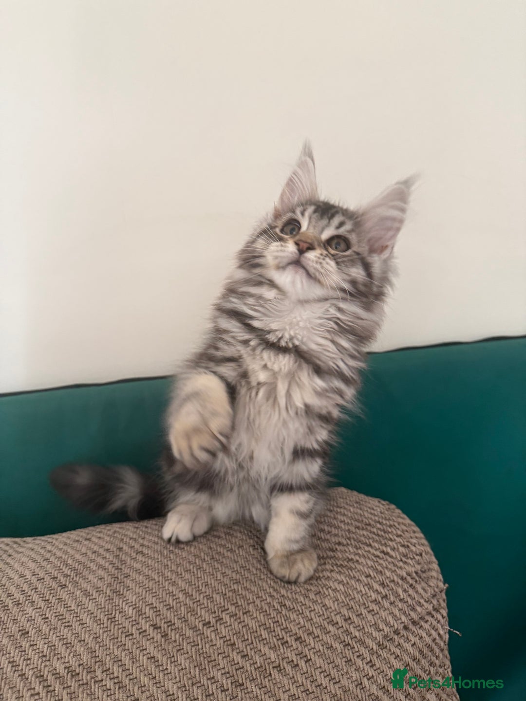 Maine Coon cats for sale: Maine coon kittens GCCF registered READY NOW  - Image 11
