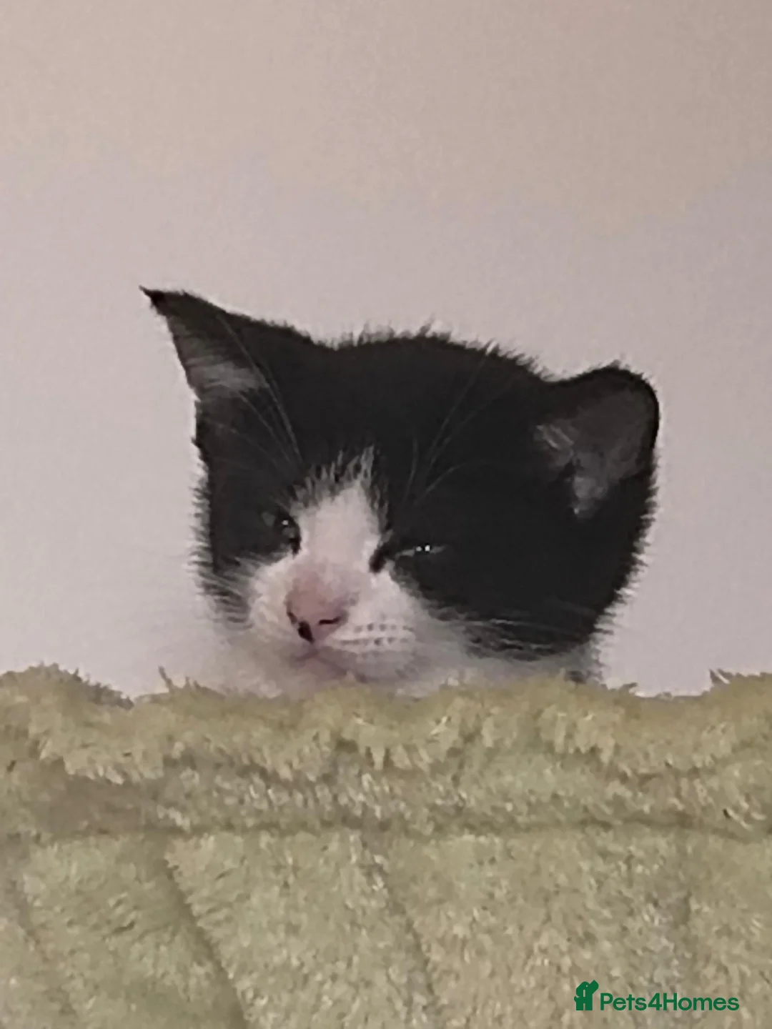 Mixed Breed cats for sale: 3 Beautiful Loving Kittens 2Months Old 2Girls 1Boy in Rugby - Advert 15
