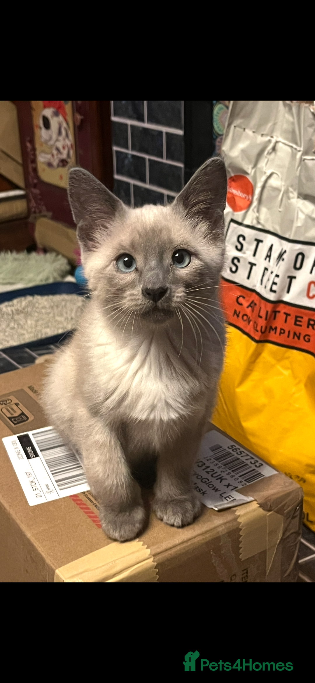 Oriental cats for sale: 5 STUNNING RAGAMESE KITTENS - Image 8