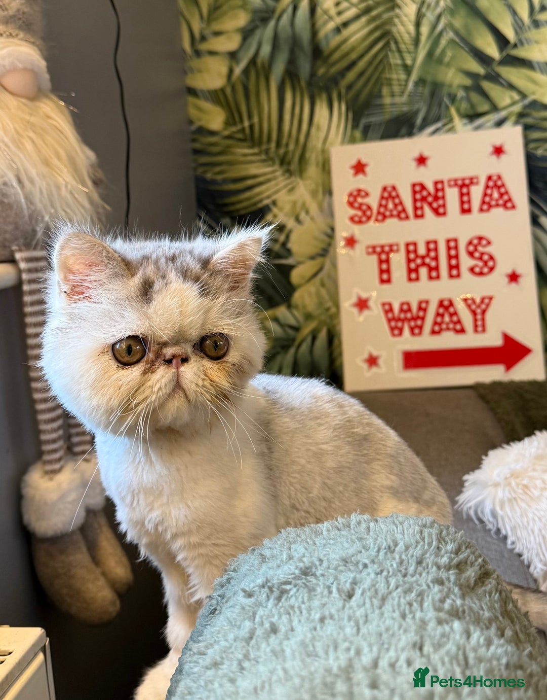 Persian cats for sale: Cuddly and friendly Persian boy kitten  - Advert 1