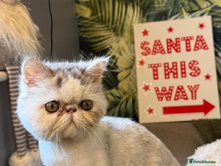 Persian cats Cuddly and friendly Persian boy kitten - Advert 1