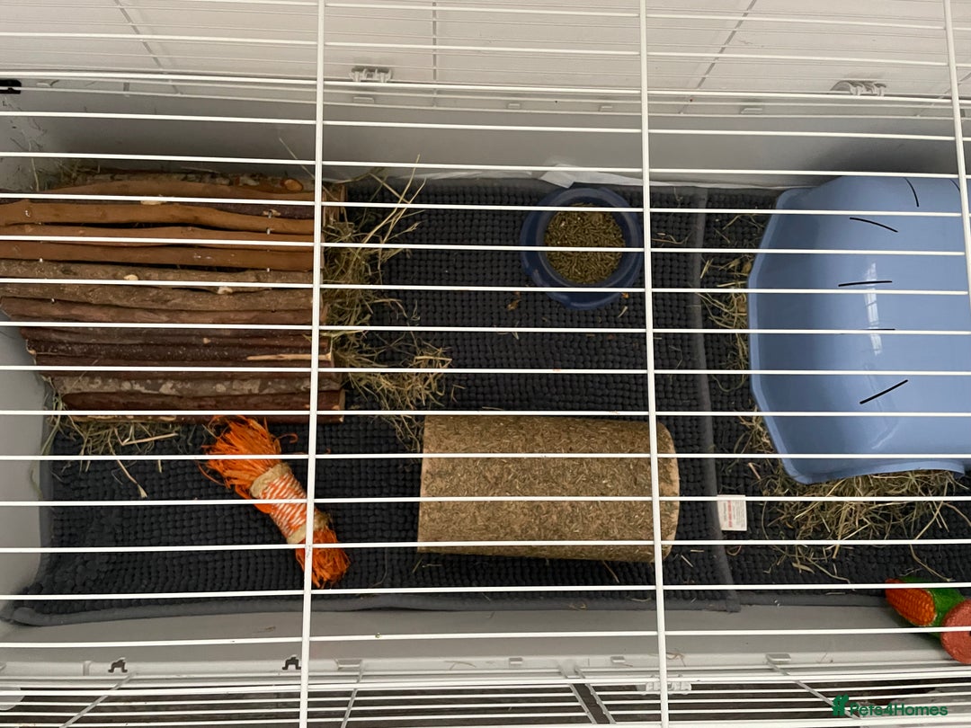 Guinea Pig rodents for sale: Two male guinea pigs with cage and accessories  - Image 8