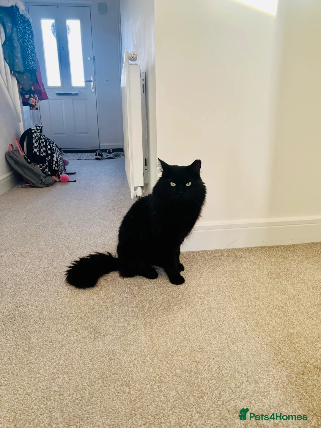 Mixed Breed cats for sale: Mylo 4 years old boy  - Advert 2