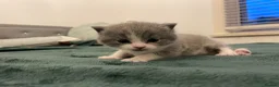 British Shorthair cats for sale: Beautiful British Shirt Hair Kittens - Advert 15