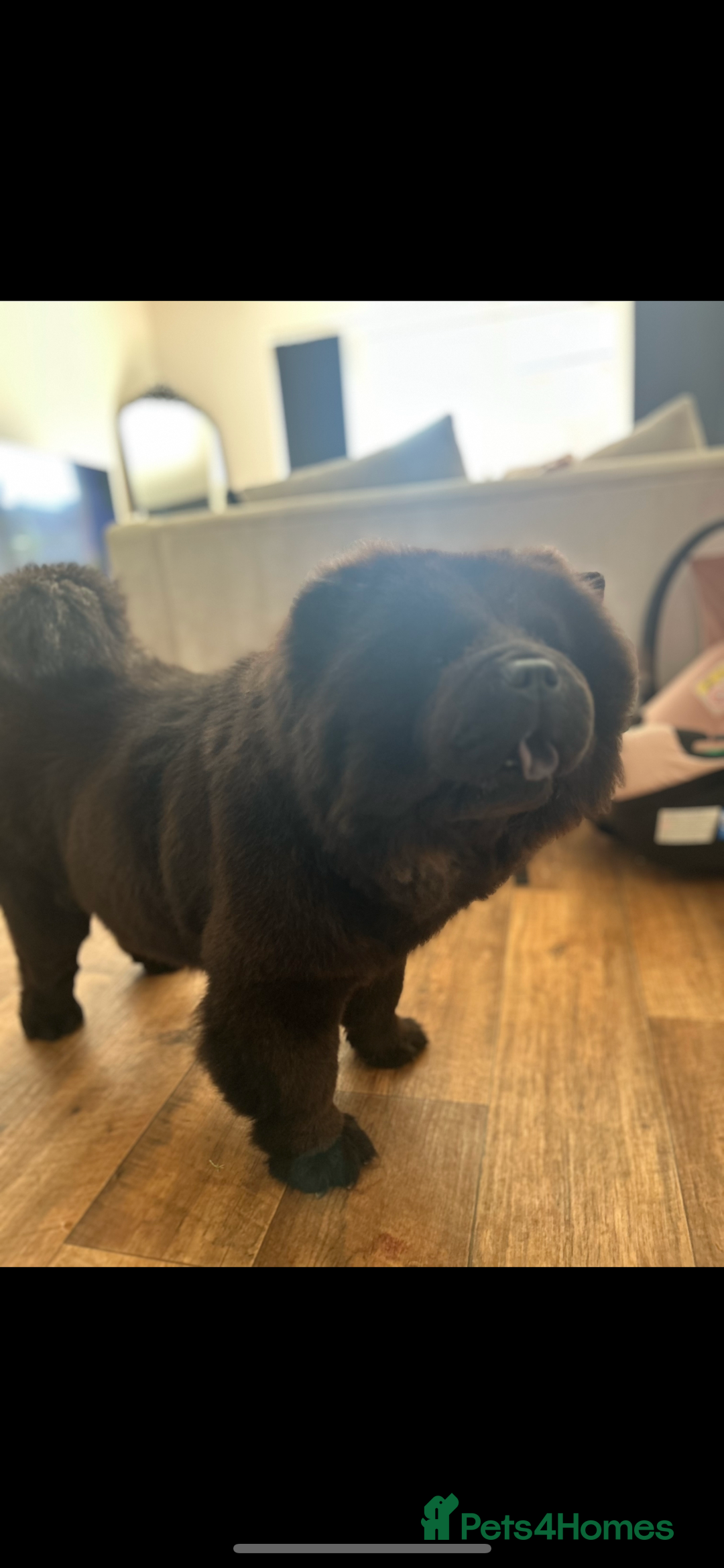 Chow Chow dogs for sale: 3 year old chow chow  - Image 3