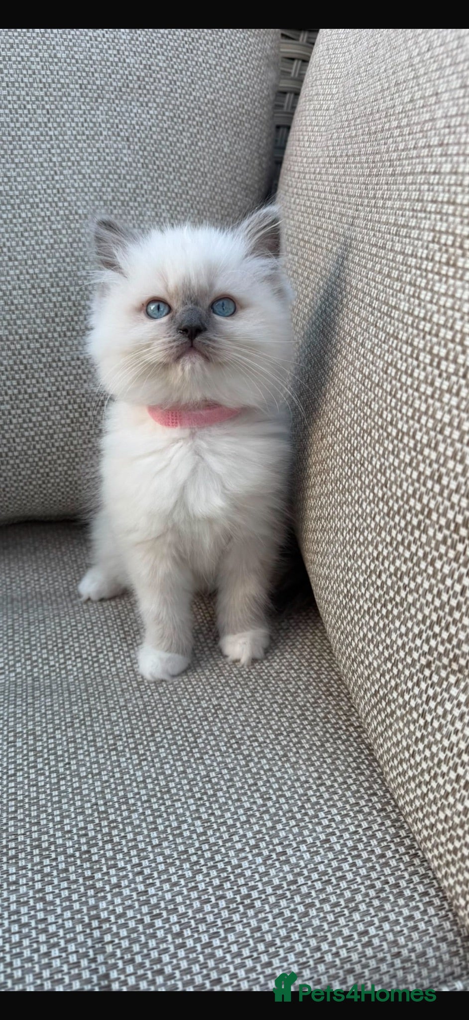 Ragdoll cats **LAST KITTEN***Stunning GCCF Registered Kittens - Advert 2