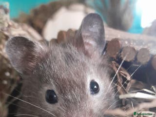 Hamster rodents Syrian hamster with mansion included - Advert 6