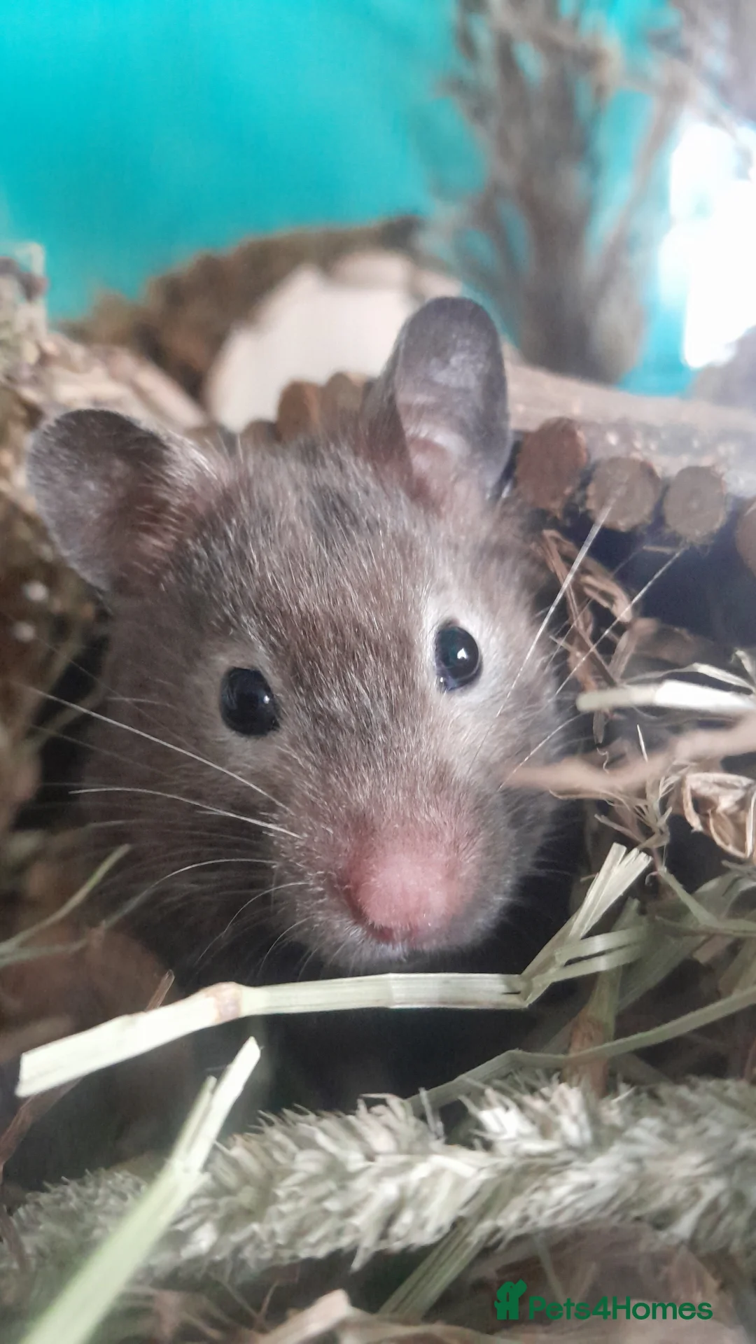 Hamster rodents for sale: Syrian hamster with mansion included - Advert 1